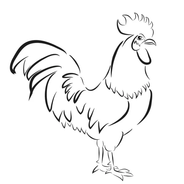 Vector Sketch Outline Rooster Isolated White — Stock Vector