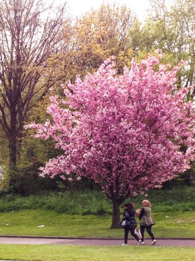 Amsterdam Se, Hollanda - Mayıs 2016: iki kız bile fark etmeden bir güzel çiçekli ağaç, hızlı bir şekilde yürümek. Bahar için zaman yok... Amsterdam sokak fotoğrafçılığı