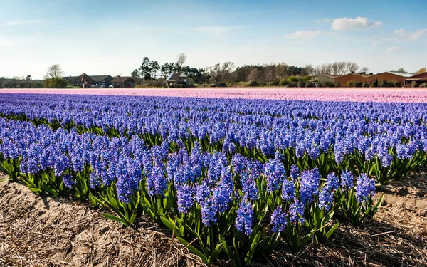 Egmond-binnen, Hollanda - Nisan 2016: bahçenizi güzel bahar gününde harika kokulu sümbül yumuşak mor ve pembe ile dolu... Ne bir zevk göz ve ruh Egmond Binnen, Kuzey Hollanda, Hollanda