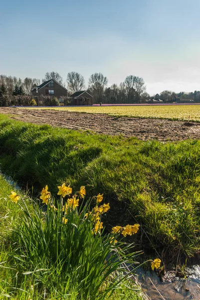 Spring in the bulbs area - some escaped daffodilslook at the other side of the ditch look out over the hyacinth fields in the distance. Egmond-binnen, North Holland, the Netherlands
