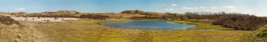 Kuzey Hollanda Dunes - bir dunelake yakın Konik bir grup vahşi atları panorama. Fotoğrafın Noord Holland Dunes rezerv Egmond aan Zee, Hollanda, yapılan ve panorama Lightroom için oluşur.