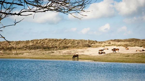 Vahşi sürüsü dunes adlı küçük bir kumul göl kenarı Konik atlar. Süre diğer are dinlenme ya da dune vadisinde otlayan bir at Gölü su içiyor. Koniks gibi büyük otobur Hollandalı ve E geri getirdi