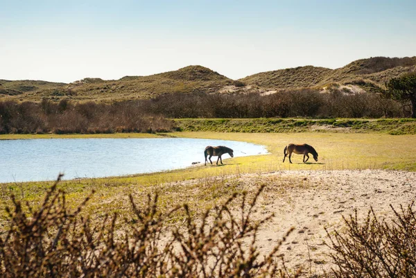 Bir aralar kenarında dunes içinde iki vahşi Konik atlar. İki at bir aralar, küçük bir kumul Gölü bir nemli dune vadide uzağa yürüme. Bir aralar nerede su, genellikle yeraltı suyu, bir undergro Dünya'nın yüzeyinden ulaşır bir nemli veya ıslak yerdir