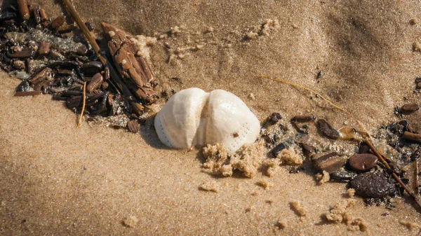 Egmond aan Zee, Hollanda Kuzey Denizi Beach'te sel satırında bulunan deniz kestanesi - L. Echinocardium cordatum - testler