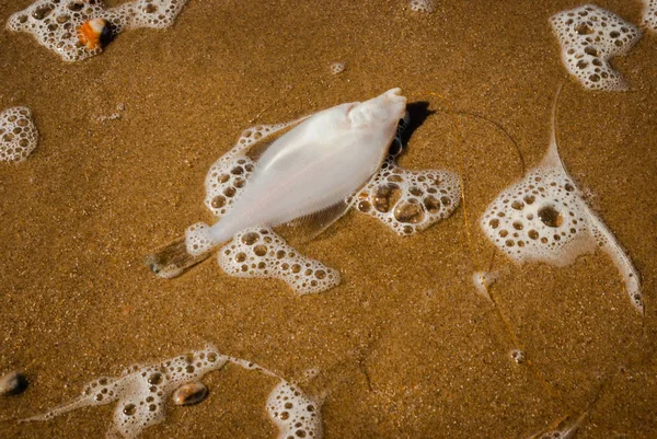 Caught flatfish on a nylon fishing line, laying on it\'s back in the sand. The little white fish is surrounded by a few shells and foamy sea water.