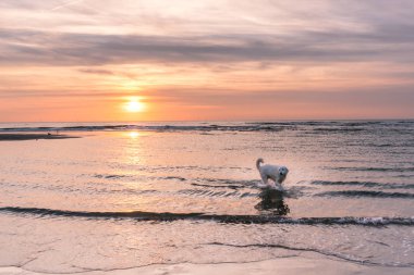 Onun sopa için suda arama Kuzey Denizi sahilinde beyaz köpek gün batımında. Egmond aan Zee, Hollanda yapılan fotoğraf