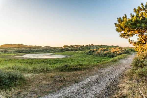 Sabah güneşi çam ağacı ve bir küçük göller veya su çukurları dune Valley yakınındaki çalı dokunur. Kuzey Hollanda dunes rezerv, Egmond aan Zee, Hollanda