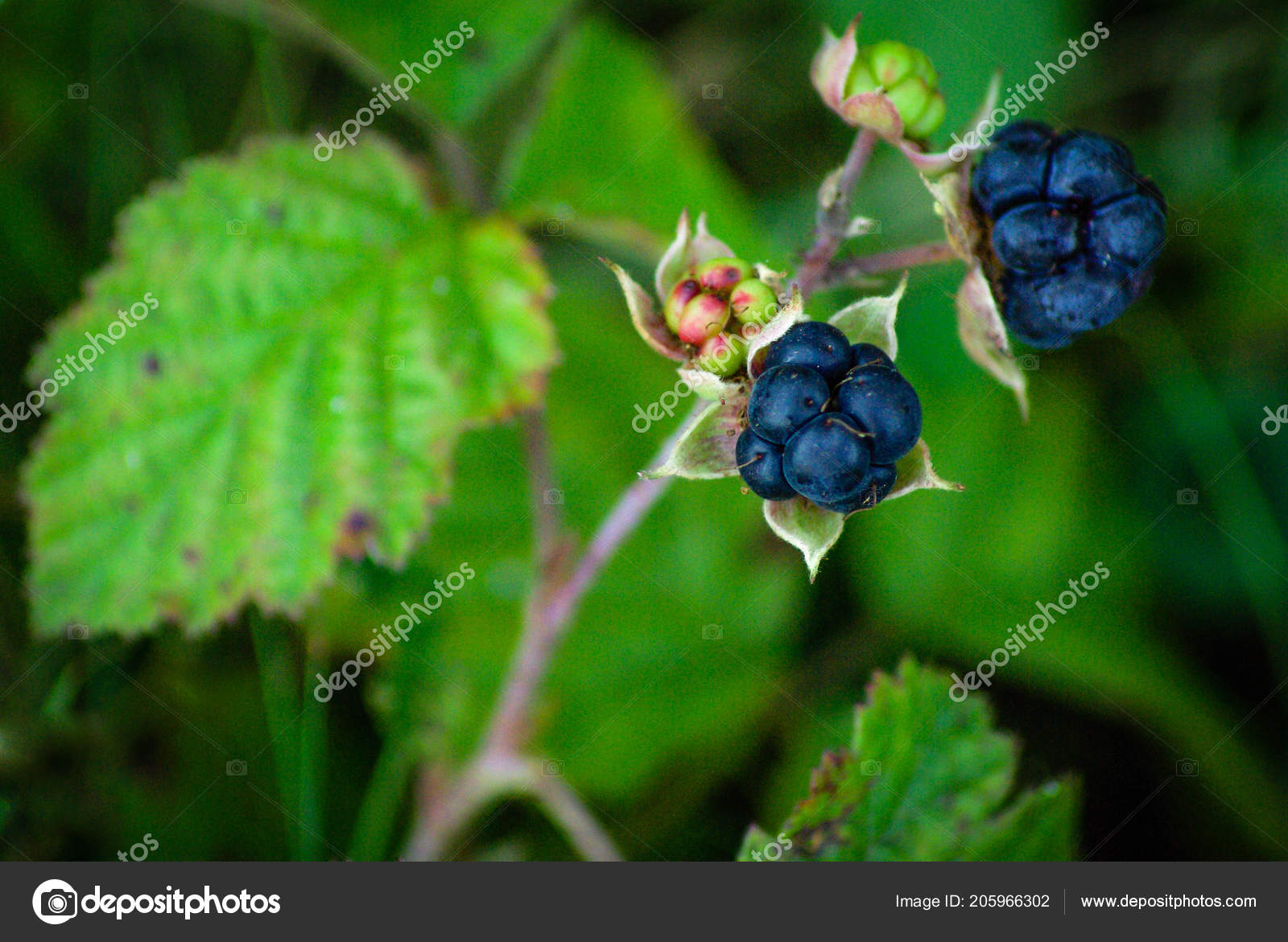 European Dewberry Rubus Caesius Little Treats Birds Berries Nuts Fruits Stock Photo by ©Steppeland 205966302 European Dewberry Rubus Caesius Little Treats Birds Berries Nuts Fruits Stock Photo by ©Steppeland 205966302
