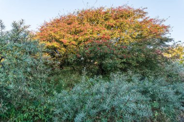 Alıç (Crataegus) ile yüzlerce kırmızı meyveler ve ortak dune deniz-topalak sabah ışık. Egmond aan Zee, Hollanda, Kıyı kumulları gün batımı. Kuzey Hollanda Dune rezerv.