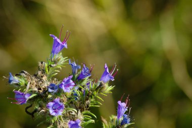 Blueweed, olarak da bilinen viper's bugloss (Echium vulgare) otlar sallayarak bir denizde parlak mor-mavi çiçekler. Kumul bitki örtüsü - kır çiçekleri. Egmond aan zee, Kuzey Hollanda dunes rezerv, Hollanda.