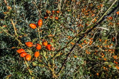 Rose hips, kuşlar için bir kış kiler. Dunes - yiyecek kuşlar ve diğer küçük hayvanlar için büyük bir tedarik, meyveler, fındık ve meyve bol miktarda bulunmaktadır. Kumul bitki örtüsü - meyveler, fındık ve meyve. Egmond aan zee, Kuzey Hollanda dunes rezerv, Net