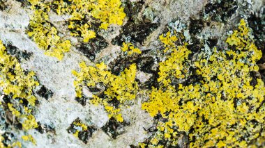 Silverleaf kavak kök üzerinde sarı ve silvergreen lychen. Kumul bitki örtüsü. Egmond aan zee, Kuzey Hollanda dunes rezerv, Hollanda.
