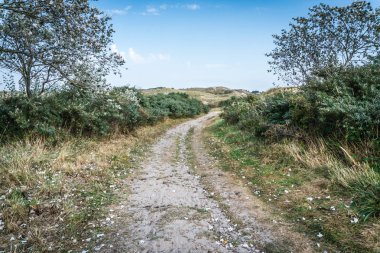 Kum tepelerini yol silve kavak yaprakları ile serpilir. Kumul bitki örtüsü. Egmond aan zee, Kuzey Hollanda dunes rezerv, Hollanda.