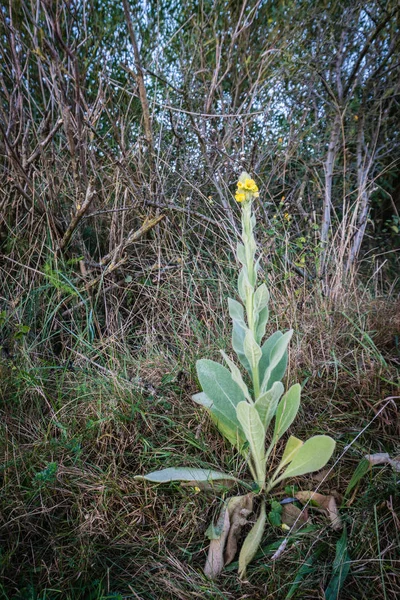 Great Mullein Verbascum Thapsus Dutch Royal Candle Koningskaars Relatively Common — Stock Photo, Image