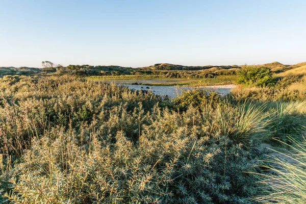 Dune Vadisi ve sabah ışık küçük gölde. Kuzey Hollanda Dunes rezerv, Egmond aan Zee, Hollanda