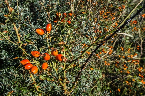 Rose hips, a winter pantry for the birds. Berries, nuts and fruits are abundant in the dunes - a great supply of food for birds and other little animals. Dune vegetation - berries, nuts and fruits. Egmond aan zee, North Holland dunes reserve, the Net
