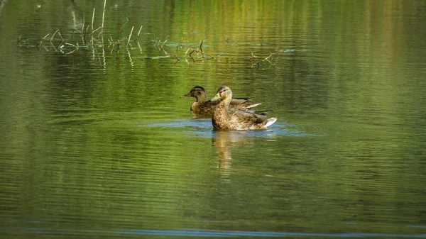 Dos Patos Salvajes Hembra Tranquilo Lago Dunas Verde Esmeralda Egmond —  Fotos de Stock
