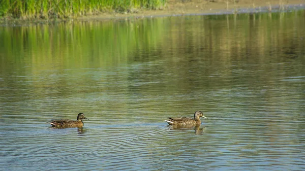 Sígueme Salvo Dos Patos Salvajes Hembras Lago Dunas Nadando Lejos — Foto de Stock