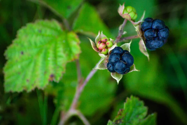 European dewberry (Rubus caesius) are little treats for the birds. Berries, nuts and fruits are abundant in the dunes - a great supply of food for birds and other little animals. Dune vegetation - berries, nuts and fruits. Egmond aan zee, North Holla