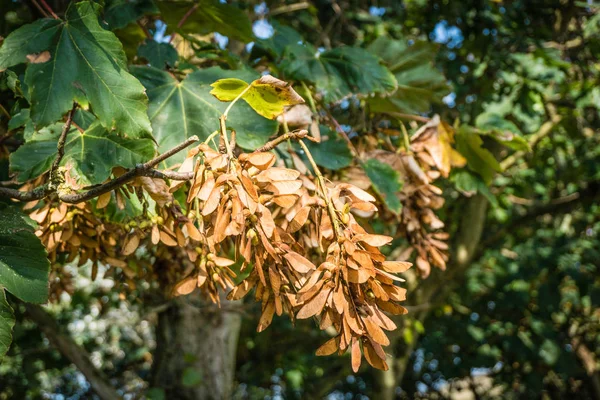 Незліченні Крилаті Насіння Дюни Egmond Aan Zee Клен Sycamore Північна — стокове фото