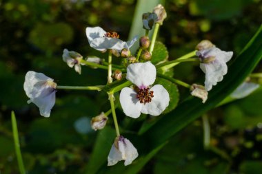 Ok ucu (Sagittaria sagittifolia), beyaz çiçek yapraklarını şekli nedeniyle sözde. Çiçek üç beyaz yaprakları ve çok sayıda mor stamens vardır. Diemer Woods, Diemen, Hollanda.
