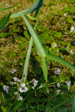 Beyaz çiçekler ve ok şeklinde yapraklar ok ucu (Sagittaria sagittifolia). Dikey yönlendirmeli. Diemer Woods, Diemen, Hollanda.
