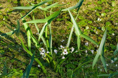 Beyaz çiçekler ve ok şeklinde yapraklar ok ucu (Sagittaria sagittifolia). Yatay yönlendirmeye. Diemer Woods, Diemen, Hollanda.