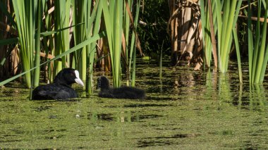 Avrasya Coot genç Juvenil tüyleri bakan anne, su ile reedlands yansıtıyordu. Fotoğrafı Diemer Woods, Diemen, Hollanda