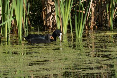 Genç Juvenil tüyleri boyunca reedlands içinde yüzme ile Avrasya Coot. Arkadaşça sohbet veya ebeveyn danışmak. Diemer Woods, Diemen, Hollanda