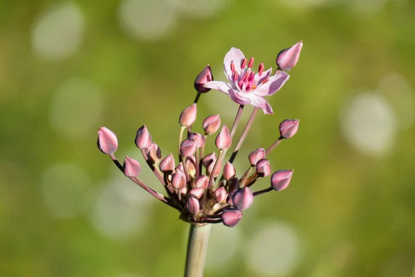 Umbel Buds One Single Pink Flower Flowering Rush Utomus Umbellatus — Stock Photo, Image