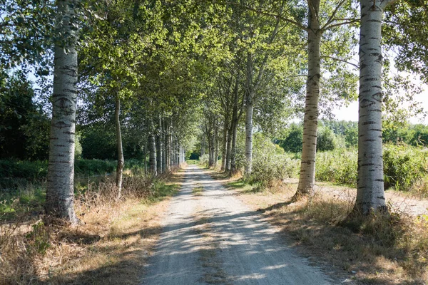 Beyaz abele (Populus alba), ile Sandpath şeritli silverleaf kavak olarak da adlandırılır. Yaz yürüyüş için davet. Yatay yönlendirme