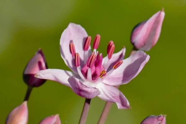 Single elegant pink flower of Flowering Rush (utomus umbellatus). Also called Flowering Rush, Grass Rush or Swan Flower in Dutch (Zwanebloem). Diemer Woods, Diemen, the Netherlands