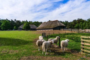 Ermelo, Hollanda - 2018-05-12: Veluwe Heath koyun sürüsü Ermelo Heath (Ermelosche Heide) - Veluwe, Gelderland, Hollanda Tarih ile çoban