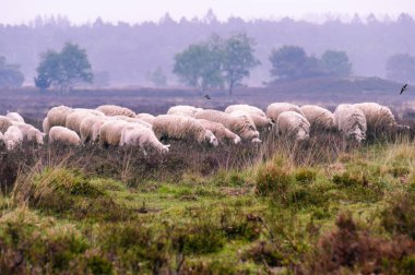 Ermelo, the Netherlands - 2018-05-12: Shepherd with his flock of Veluwe Heath Sheep on the Ermelo Heath (Ermelosche Heide) - Veluwe, Gelderland, the Netherlands clipart