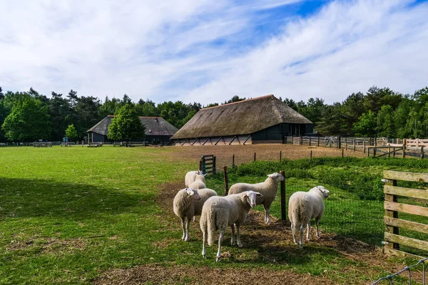 Ermelo Netherlands 2018 Hirte Mit Seiner Herde Von Veluwe Heideschafen Stockbild