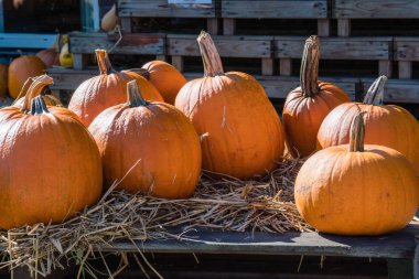 Ahşap kasalar ve saman kabak piyasada büyük turuncu kabak görüntüsünü