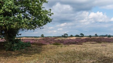 Pembe çiçekli ortak heather (Calluna vulgaris, Fundagiller) heath peyzaj ile meşe ve çam ağaçları. Milli Park 'Hoge Veluwe', Hollanda