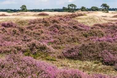 Pembe çiçekli ortak heather (Calluna vulgaris, Fundagiller) heath manzara içinde. Milli Park 'Hoge Veluwe', Hollanda