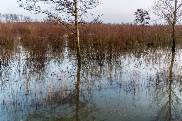 Hardinxveld, Hollanda - 2018-01-14: yansımaları, ağaç ve willow coppices sular altında nehri forelands Nehri'nin Boven Merwede - doğa rezerv de Avelingen su.