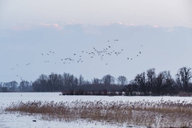 Hardinxveld, Hollanda - 2018-01-14: suları ve reedlands sular altında nehir forelands Boven Merwede Nehri'nin üzerinde uçan kaz. Doğal alan de Avelingen, Gorinchem. Nieuwe Wolpherensedijk, Hardinxveld-Giessenda görülen