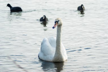 Sessiz Kuğu tarafından üç Avrasya yaban ördeği eşliğinde sahile yaklaşıyor. Gaasperplas, Park, Amsterdam Güney-Doğu, kış Gaasperplas gölde buz gibi sularına Hollanda'da. Amsterdam Güneydoğu, Hollanda, Europe.