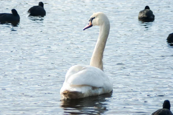 Cisne Mudo Nadando Mirando Hacia Atrás Escoltado Por Cascos Eurasiáticos —  Fotos de Stock