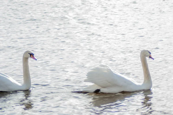 Seguiré Cisne Mudo Siguiendo Otro Nadando Las Aguas Heladas Del —  Fotos de Stock