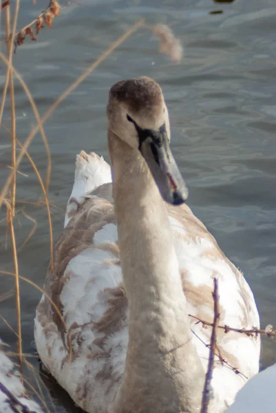 Joven Cisne Mudo Plumaje Juvenil Orilla Del Lago Vista Frontal —  Fotos de Stock