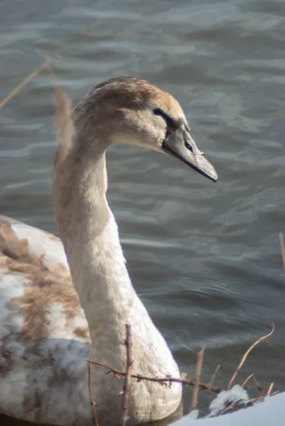 Joven Cisne Mudo Plumaje Juvenil Orilla Del Lago Vista Lateral —  Fotos de Stock