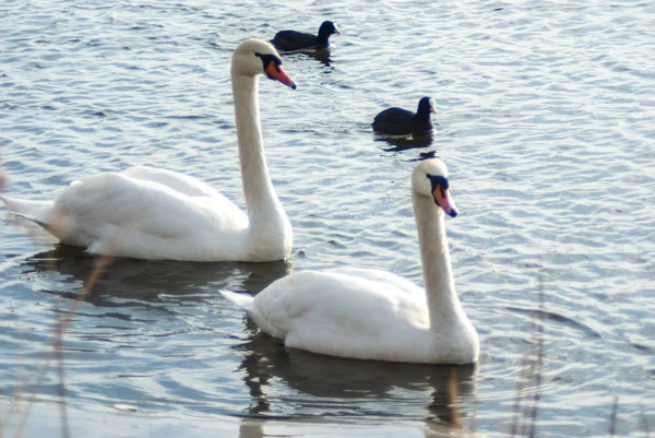 Dos Cisnes Mudos Acompañados Por Coots Eurasiáticos Nadando Las Aguas —  Fotos de Stock