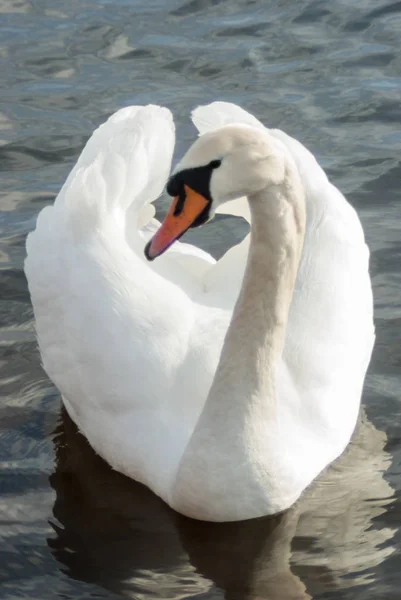 Cisne Mudo Mostrando Comportamiento Cortejo Mostrando Alas Plumas Mientras Nadaba —  Fotos de Stock