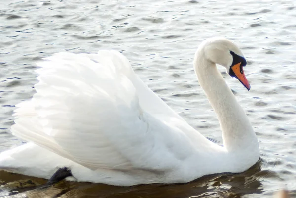 Cisne Mudo Mostrando Comportamiento Cortejo Mostrando Alas Plumas Mientras Nadaba —  Fotos de Stock