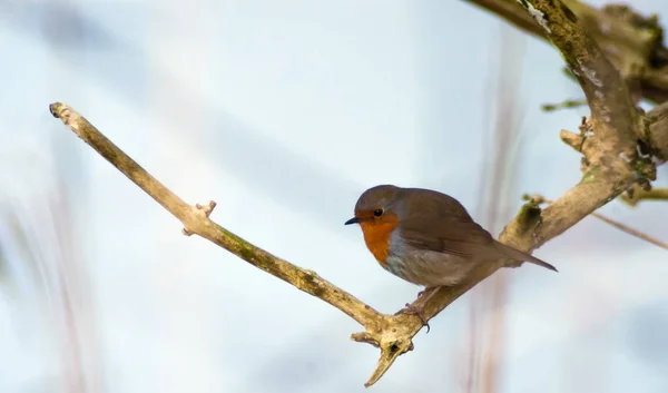 Europeu Robin Ramo Com Fundo Branco Azulado Tempo Inverno Amesterdão — Fotografia de Stock