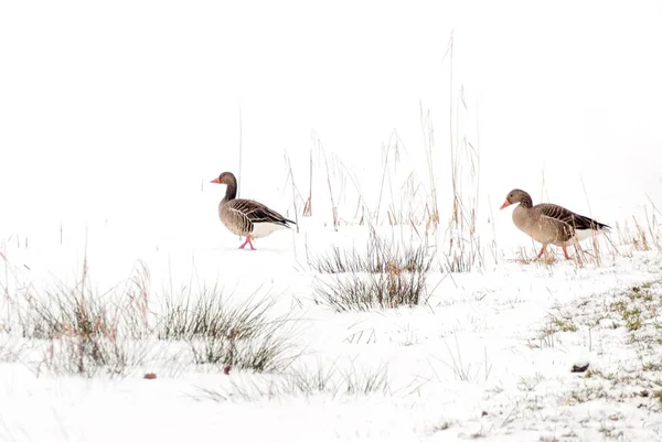 Dos Gansos Greylag Caminando Prado Invierno Nevado Blanco Breukelen Países —  Fotos de Stock